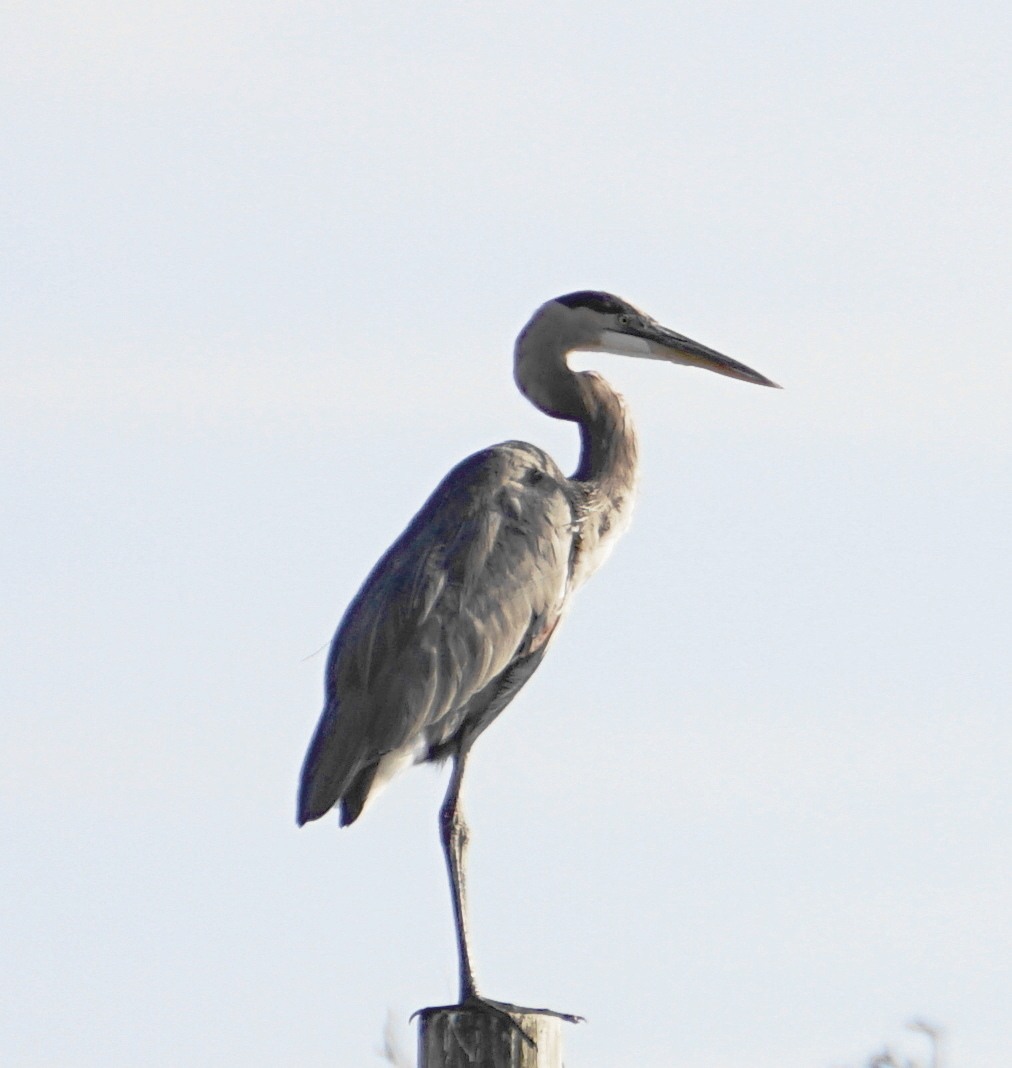 Birds photograph 01