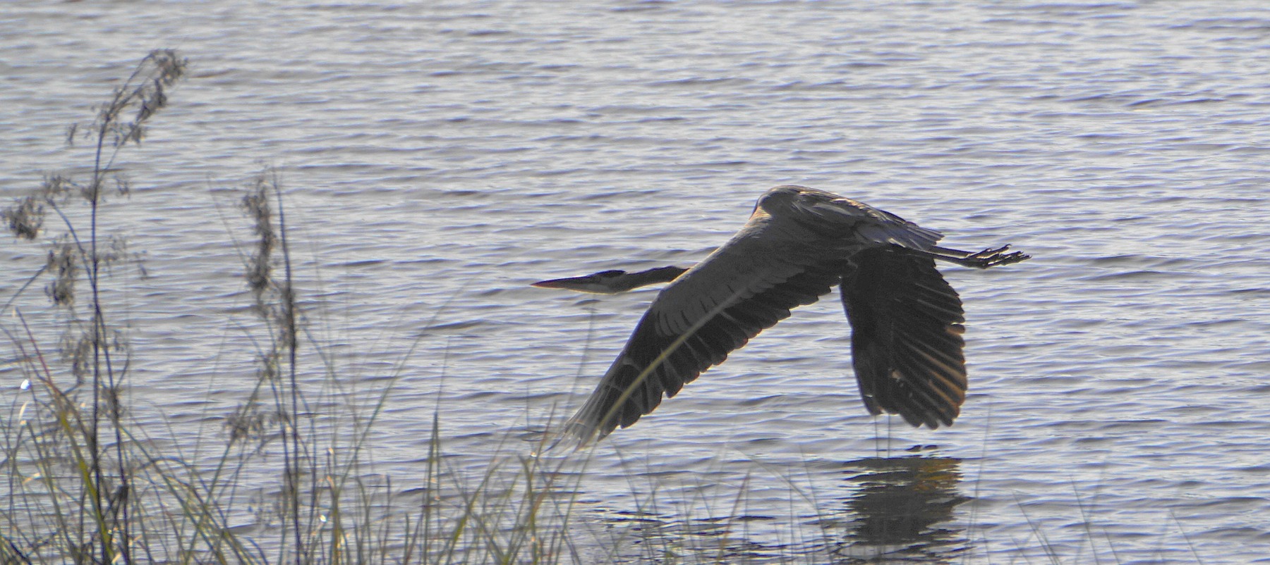 Birds photograph 02