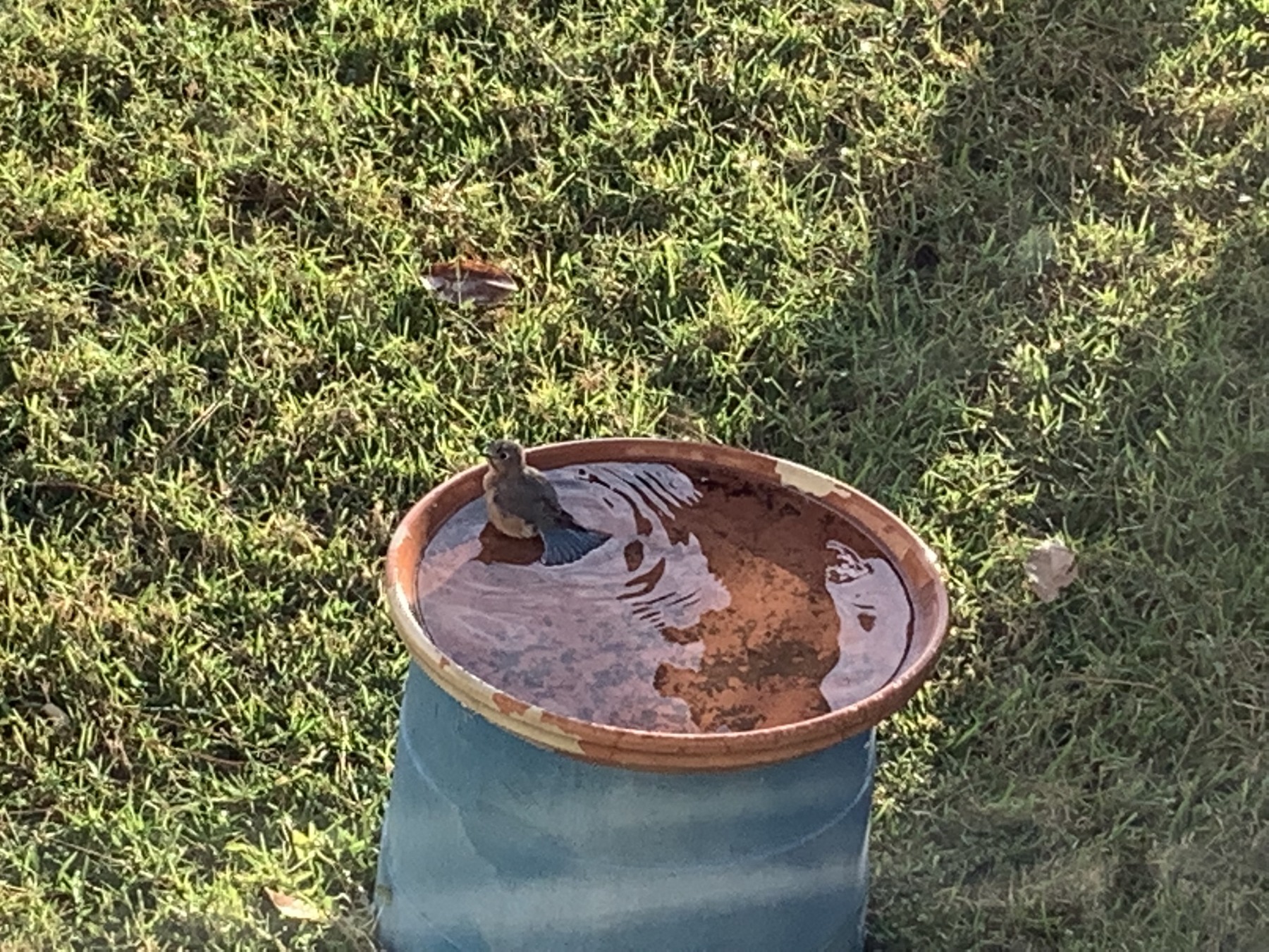 Birds photograph 03