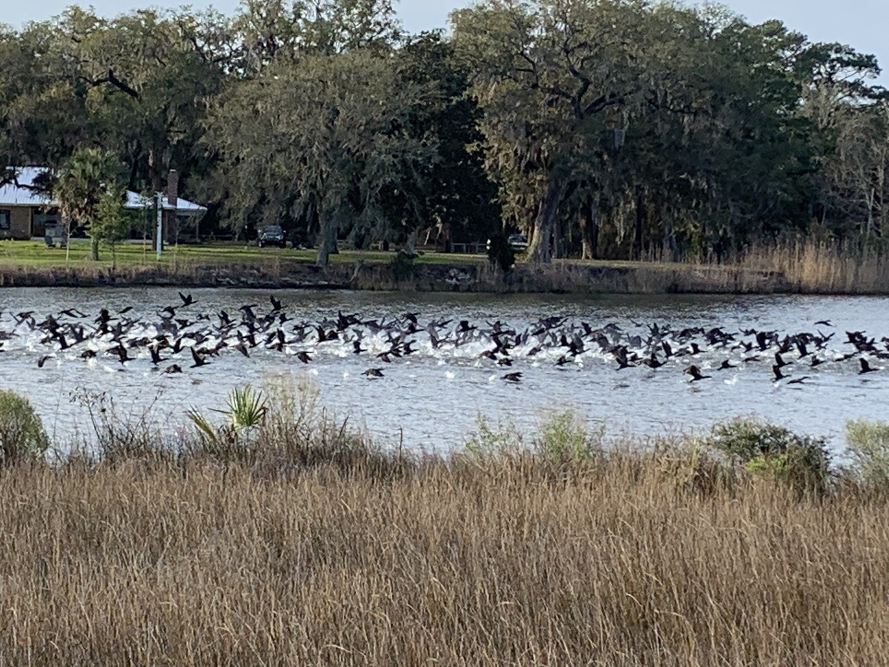 Birds photograph 05