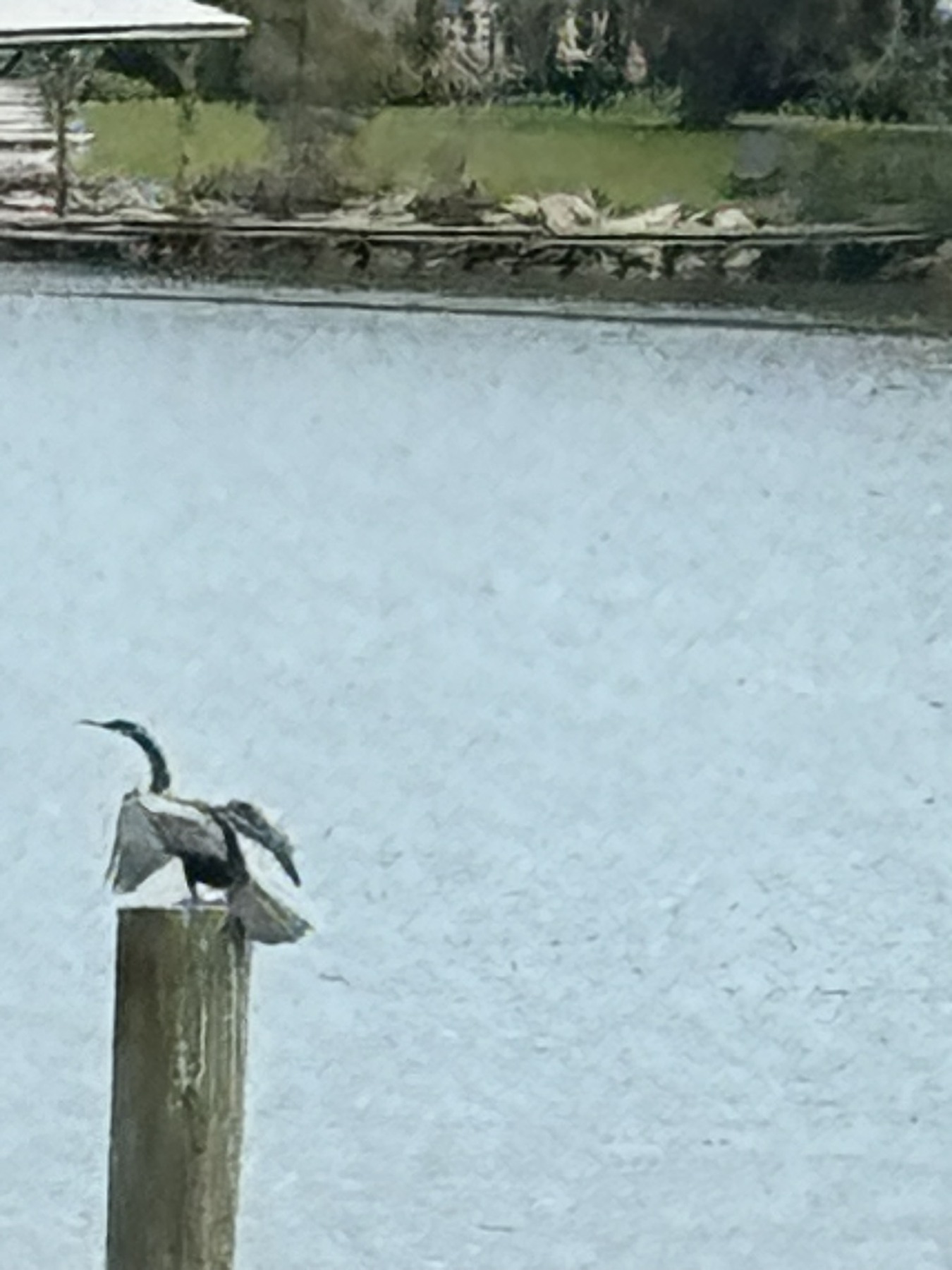 Birds photograph 06