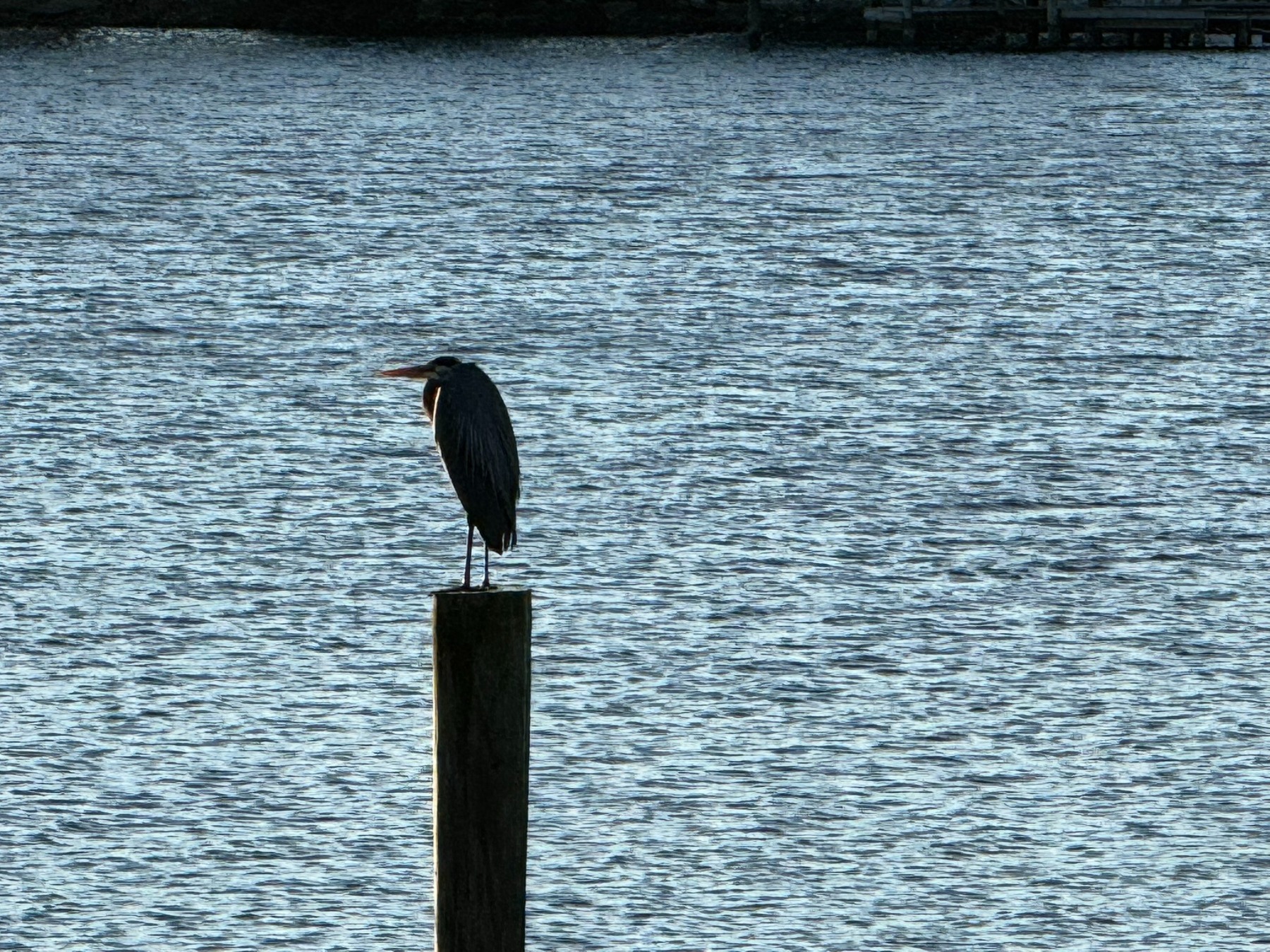 Birds photograph 07