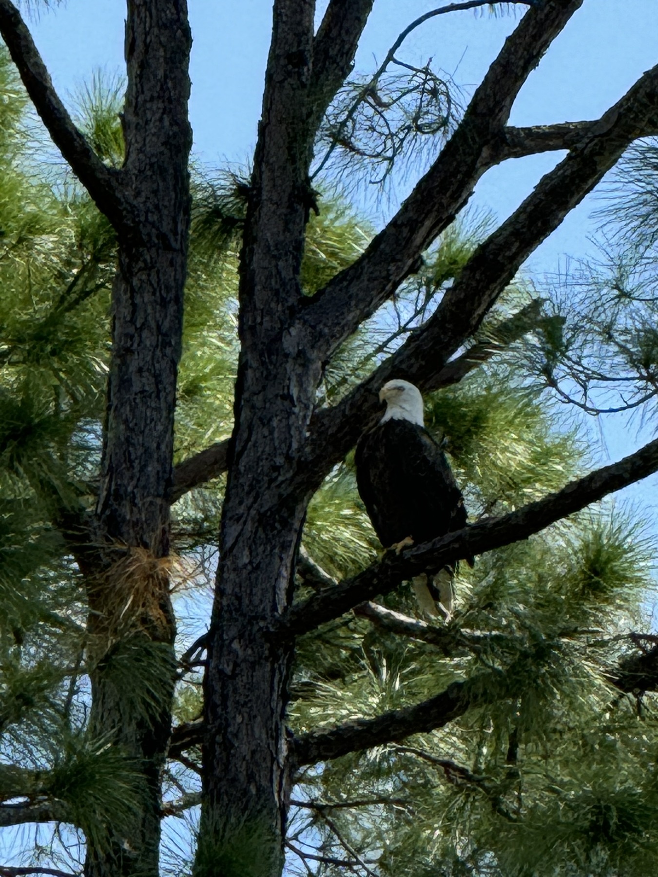 Birds photograph 08