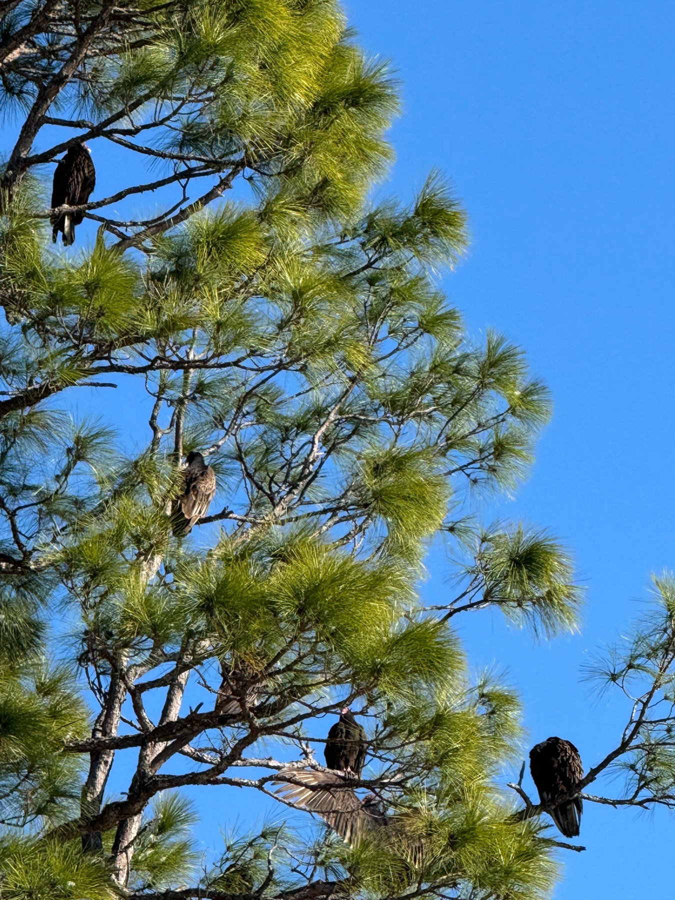Birds photograph 09
