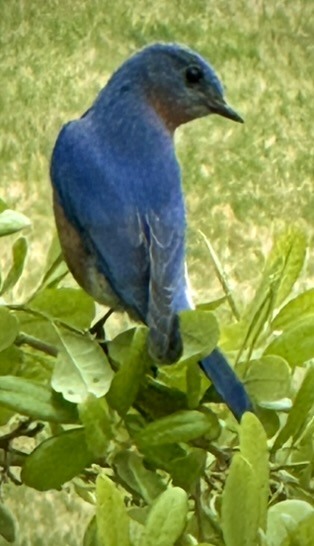 Birds photograph 10