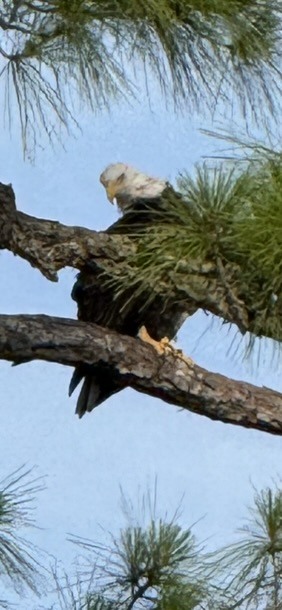 Birds photograph 11
