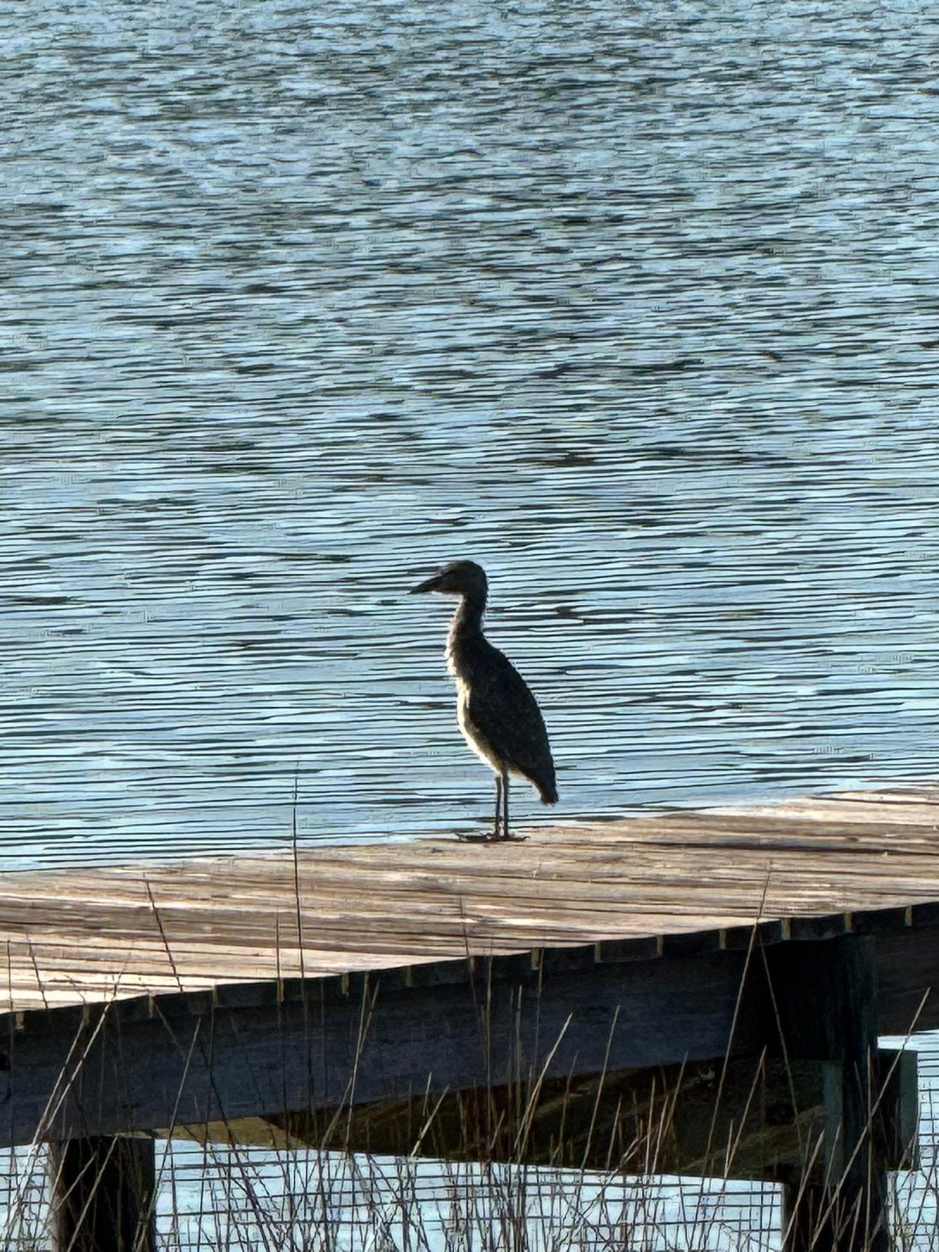 Birds photograph 12