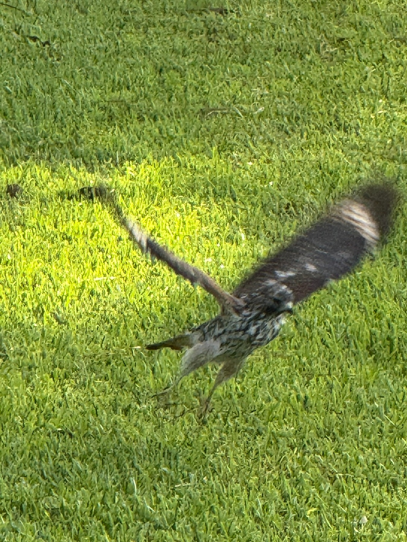 Birds photograph 13