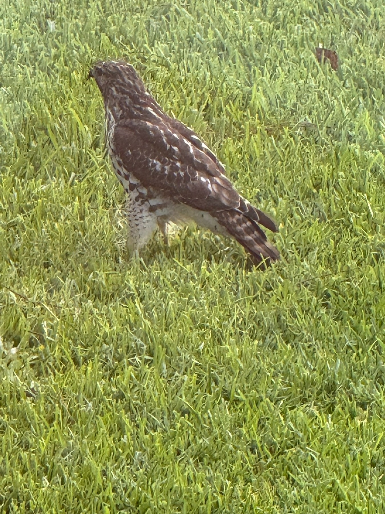 Birds photograph 14