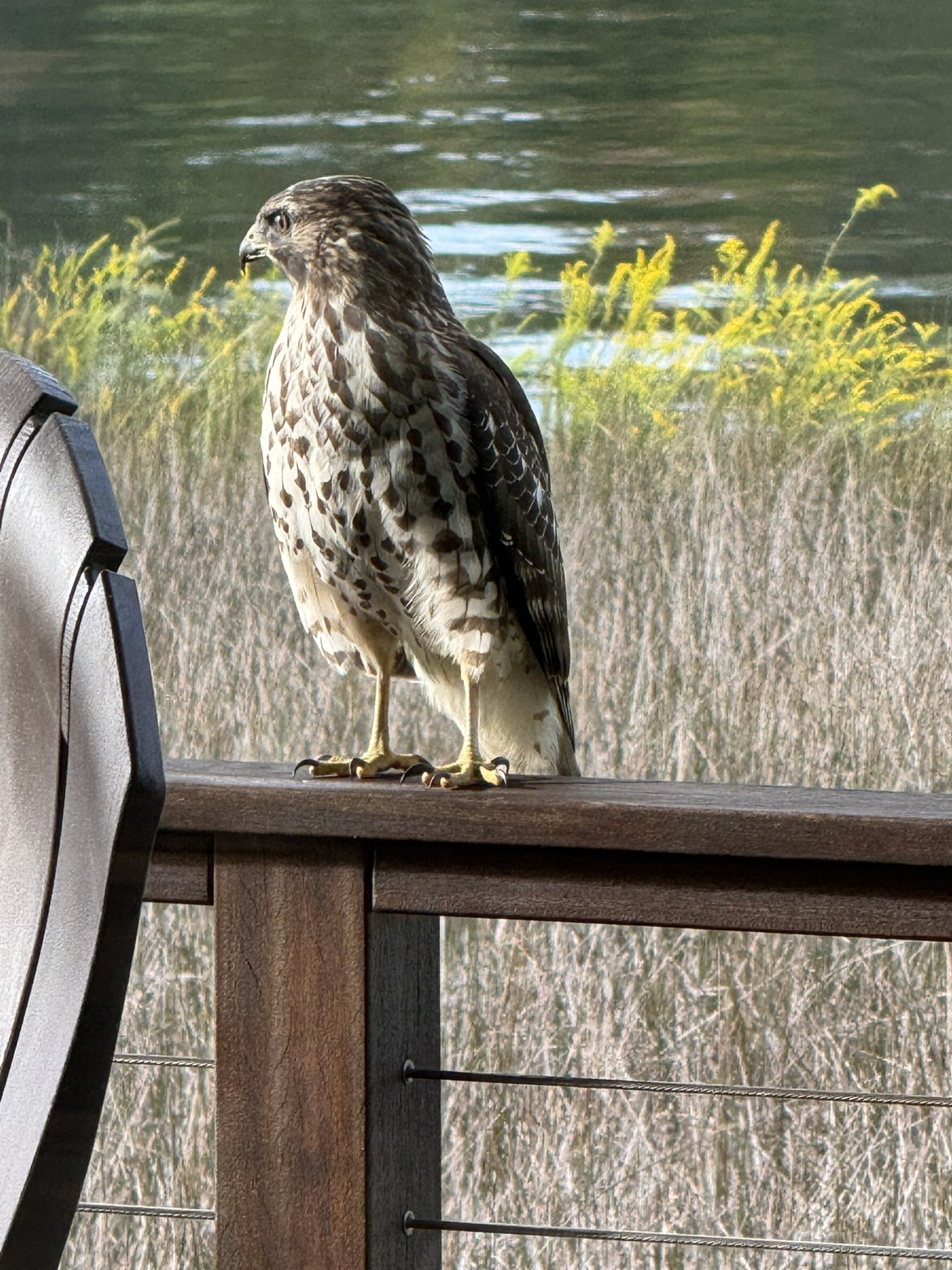 Birds photograph 15