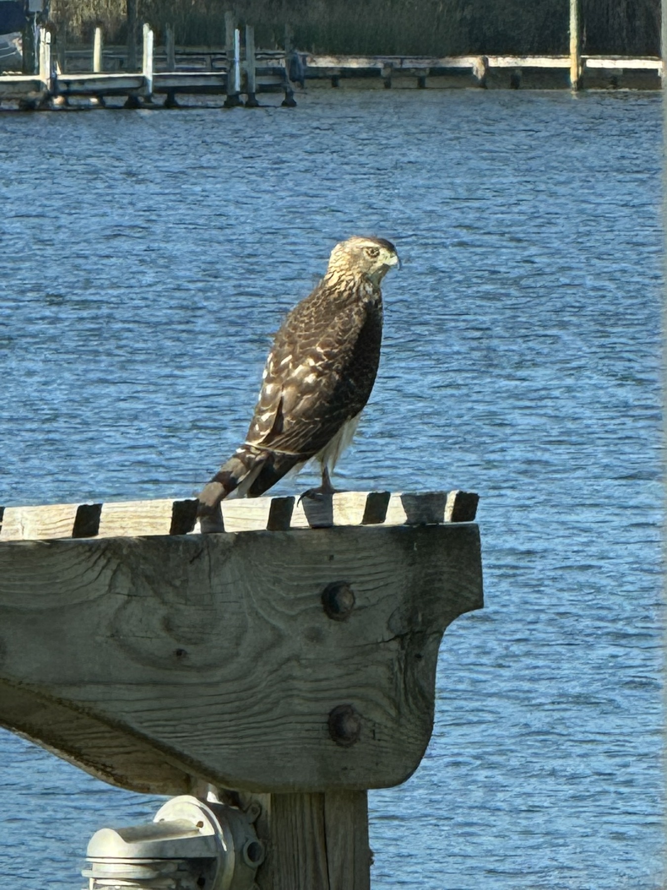 A brown bird perches on a wooden dock beam above blue water