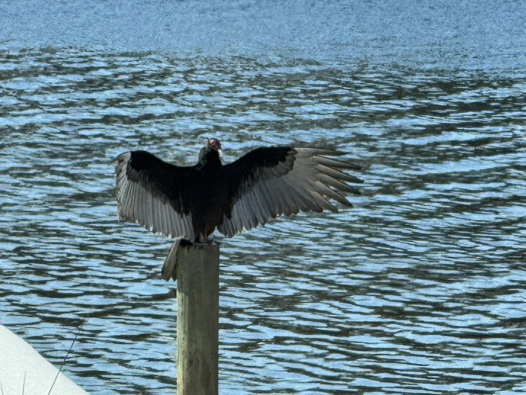 A dark waterbird spreads its wings on a post over rippling blue water