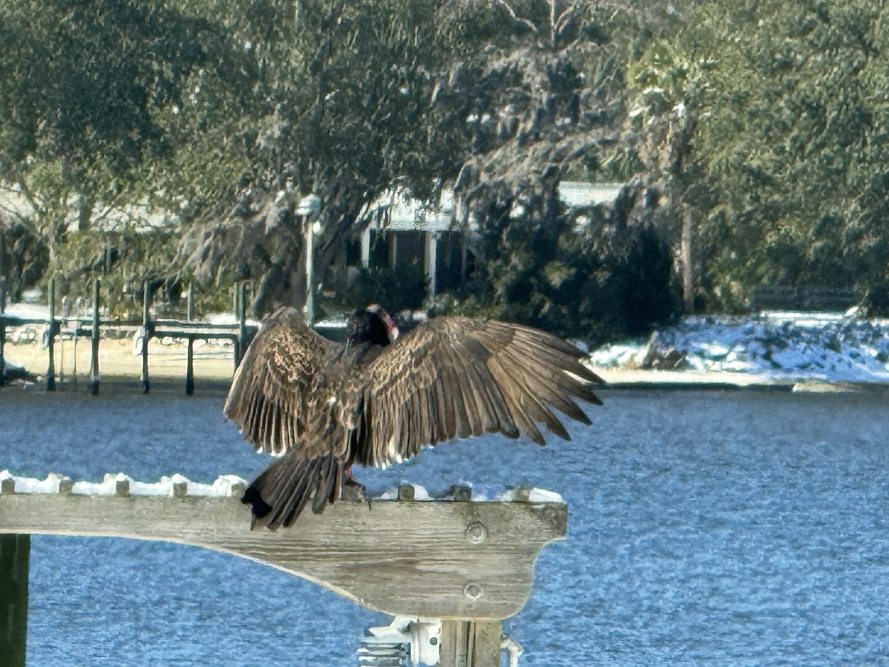 A brown waterbird spreads its wings on a dock beam