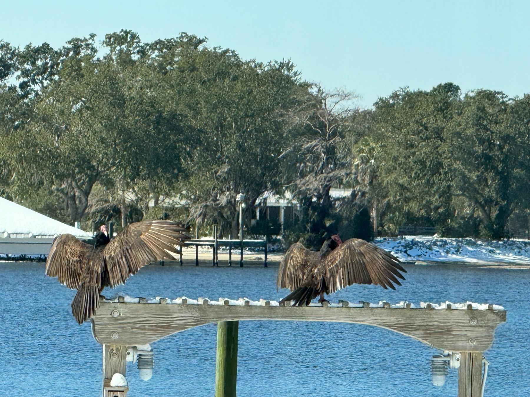 Two birds spread their wings on a wooden dock