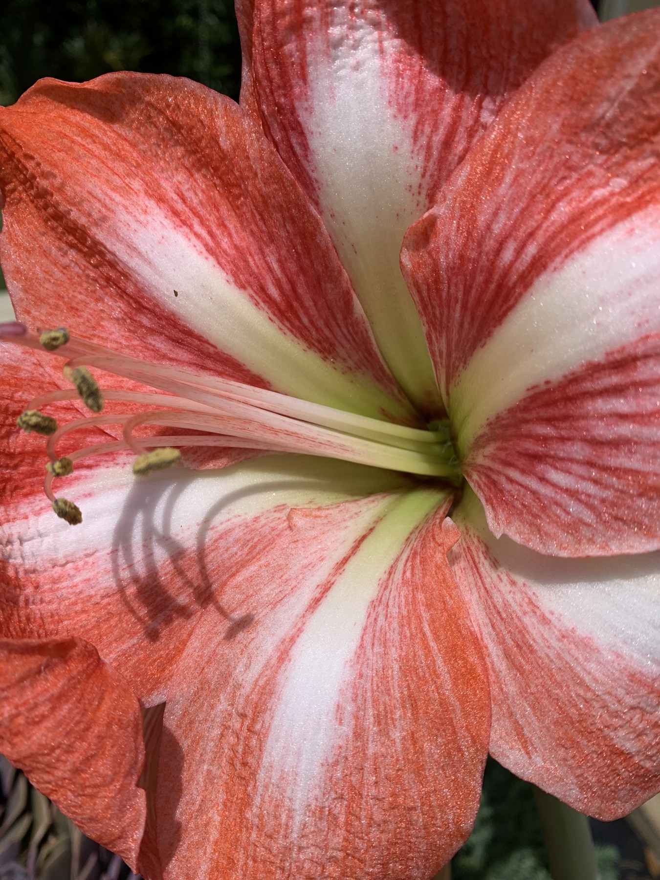 Flora and Fauna photograph 01