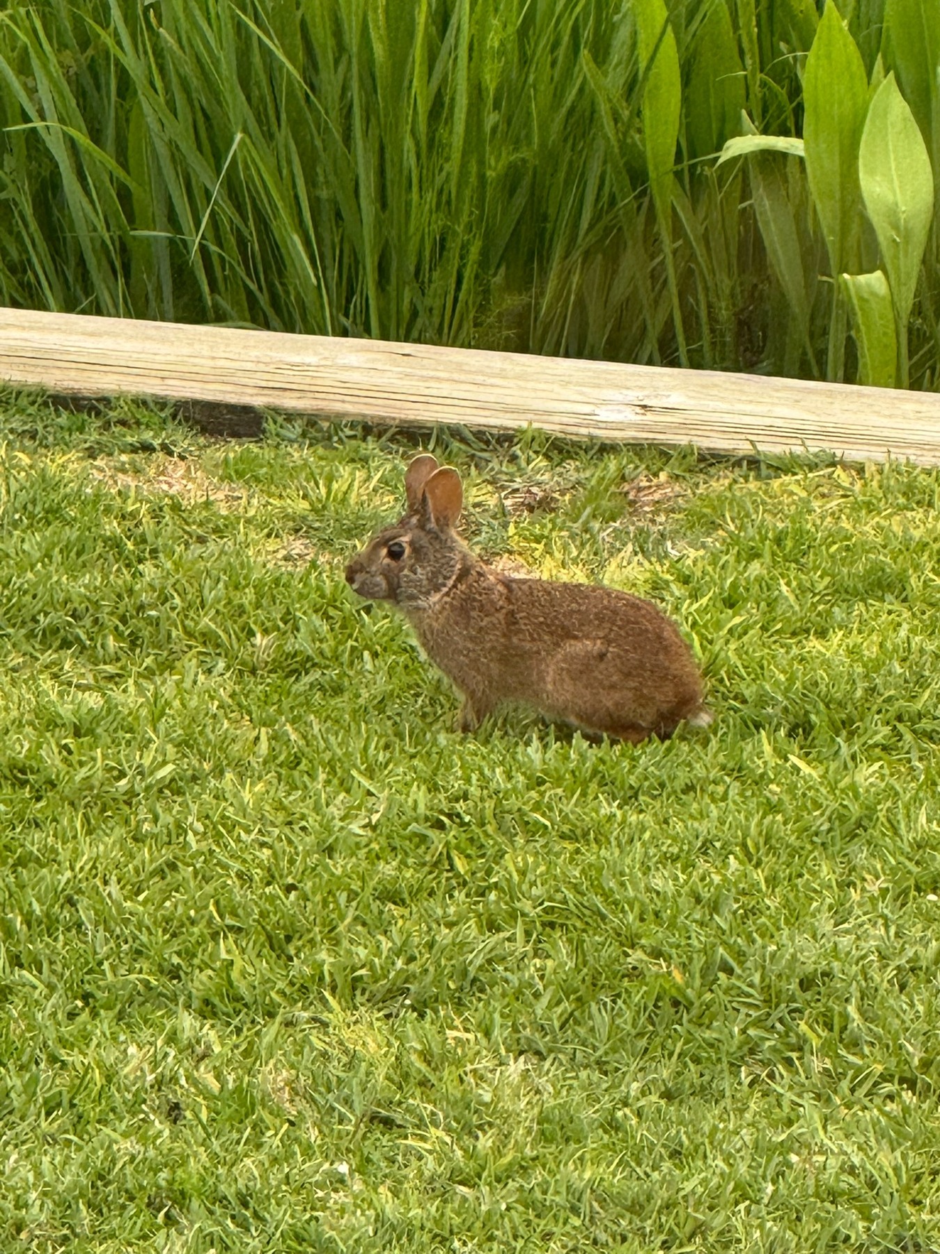 Flora and Fauna photograph 06