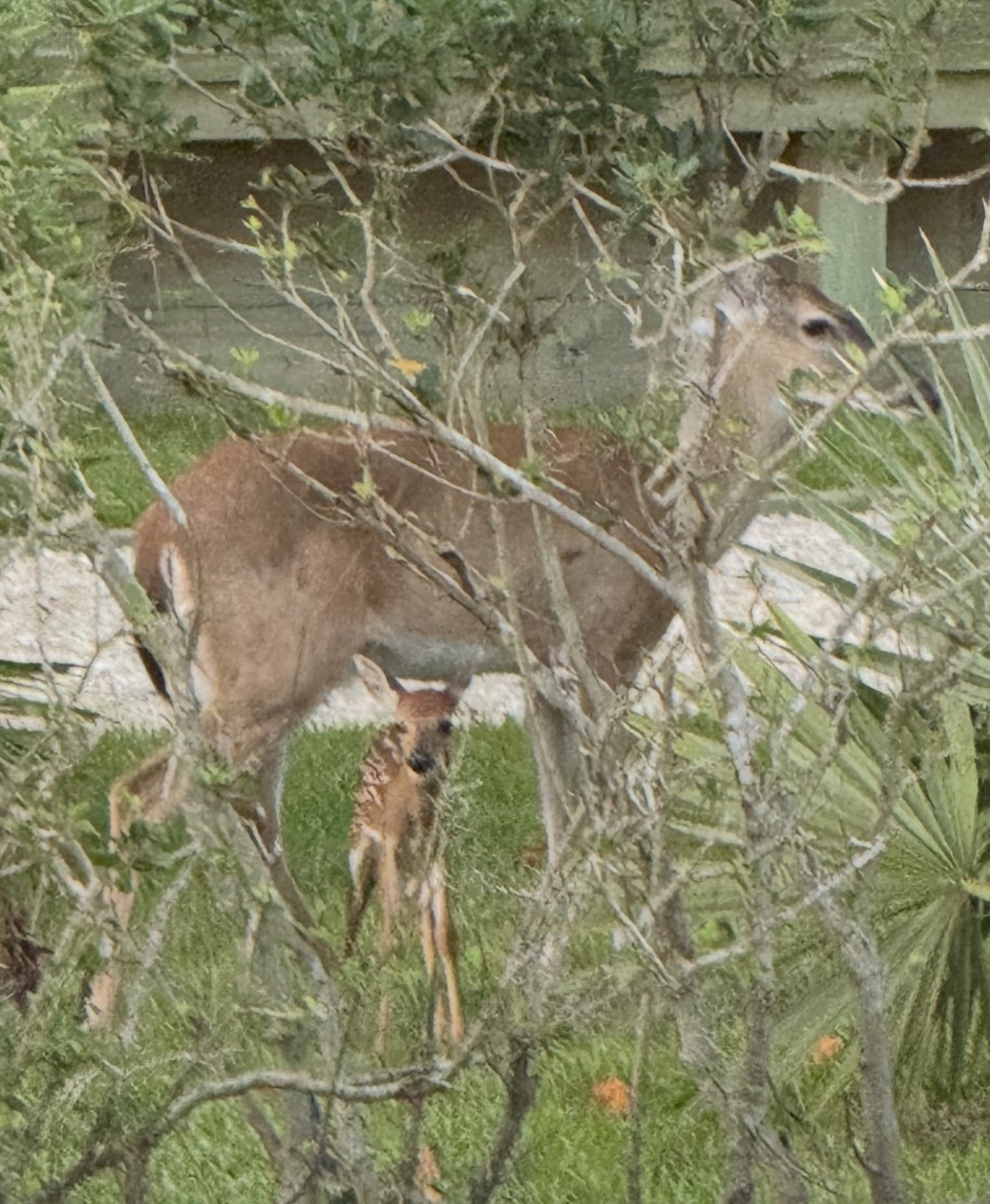 Flora and Fauna photograph 08