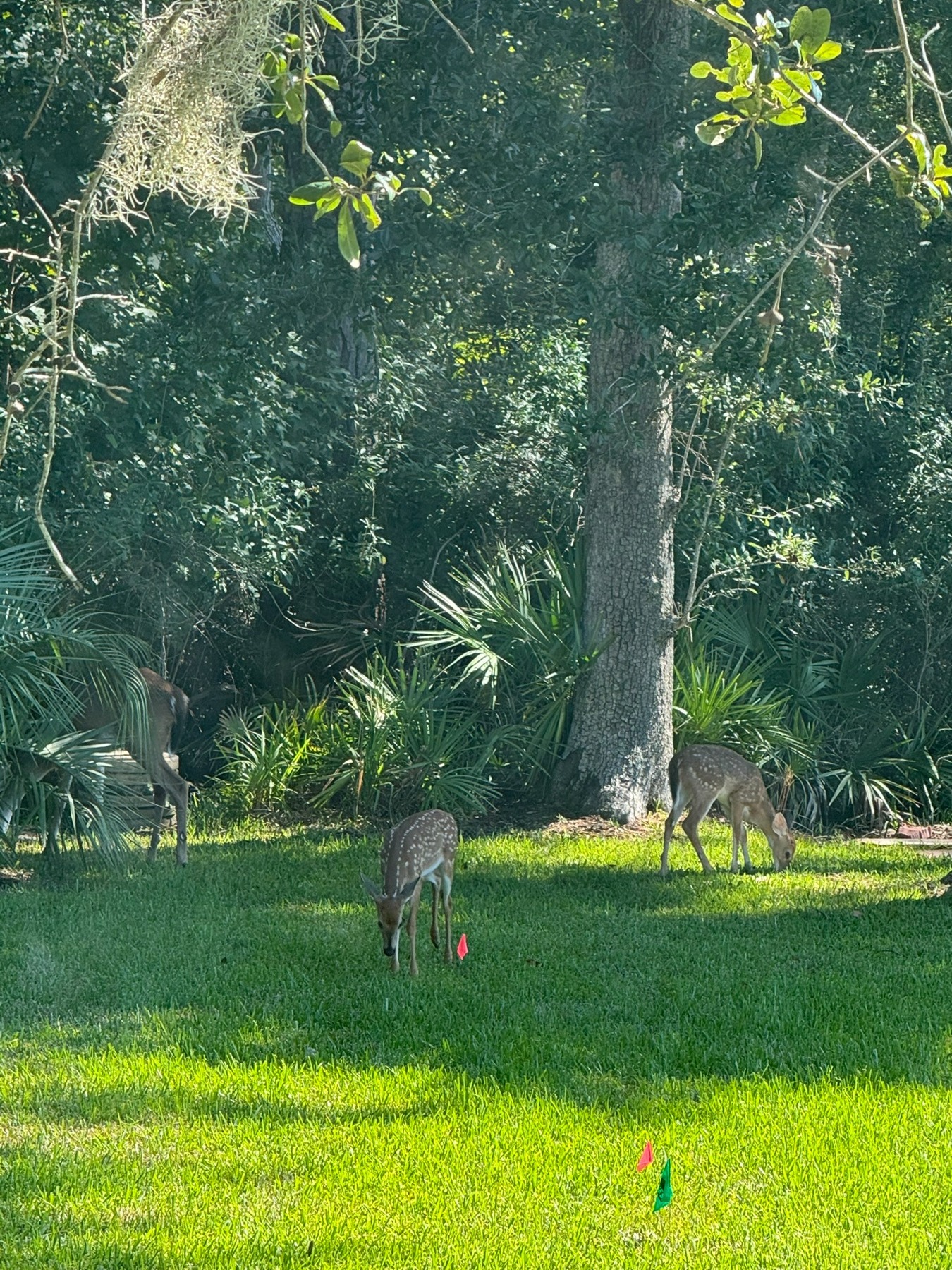 Deer graze on green grass at the edge of woodland