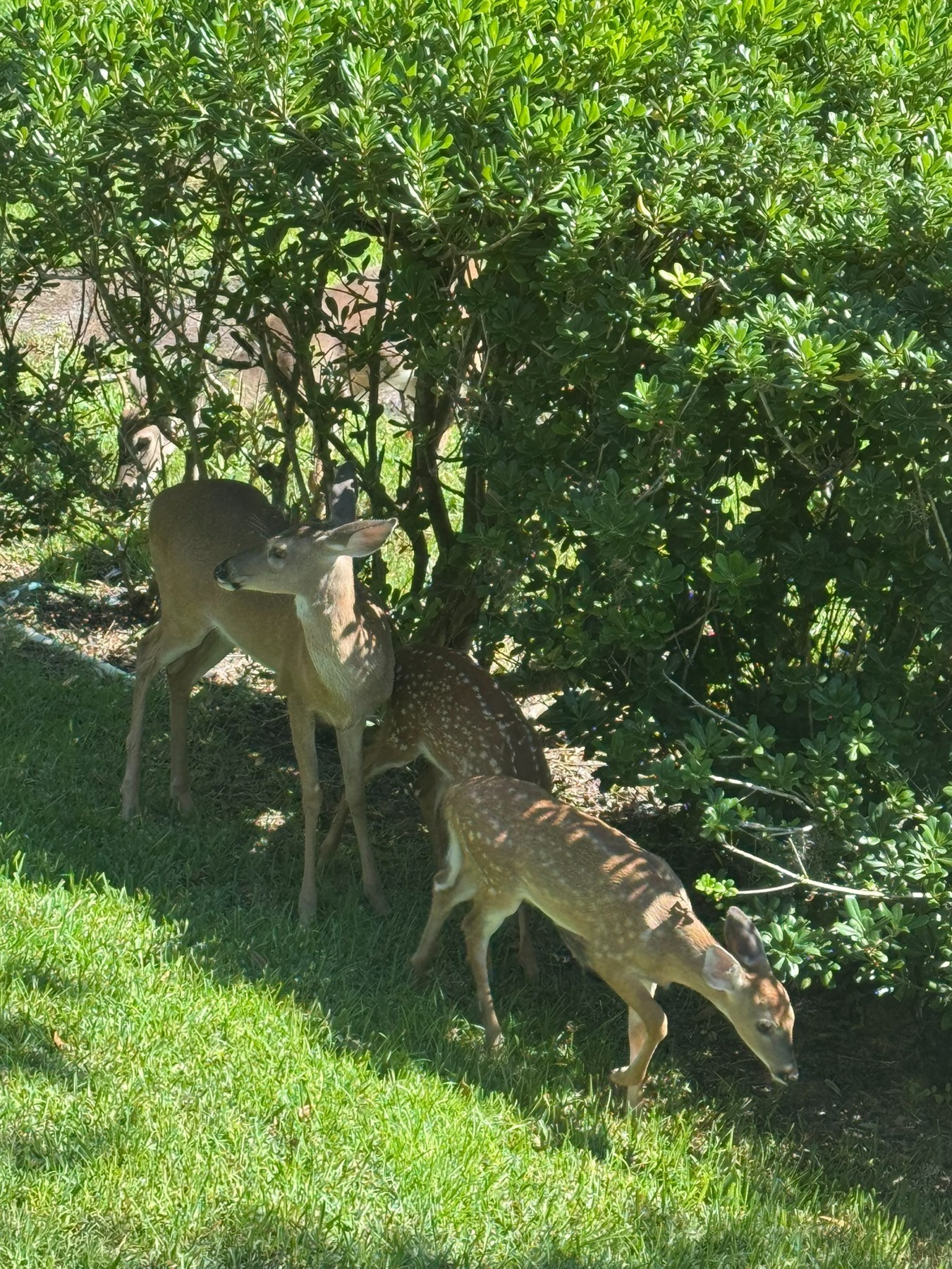 Deer graze in sunlight beside leafy trees