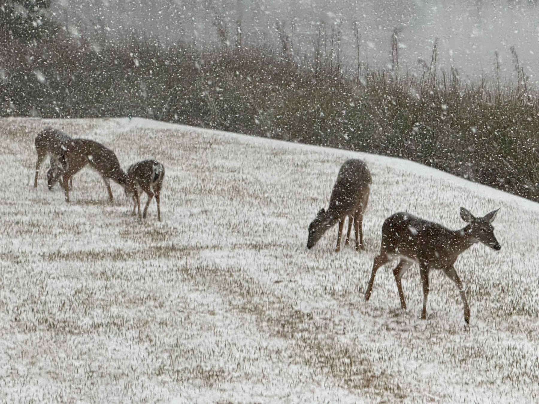 A small herd of deer grazes during snowfall